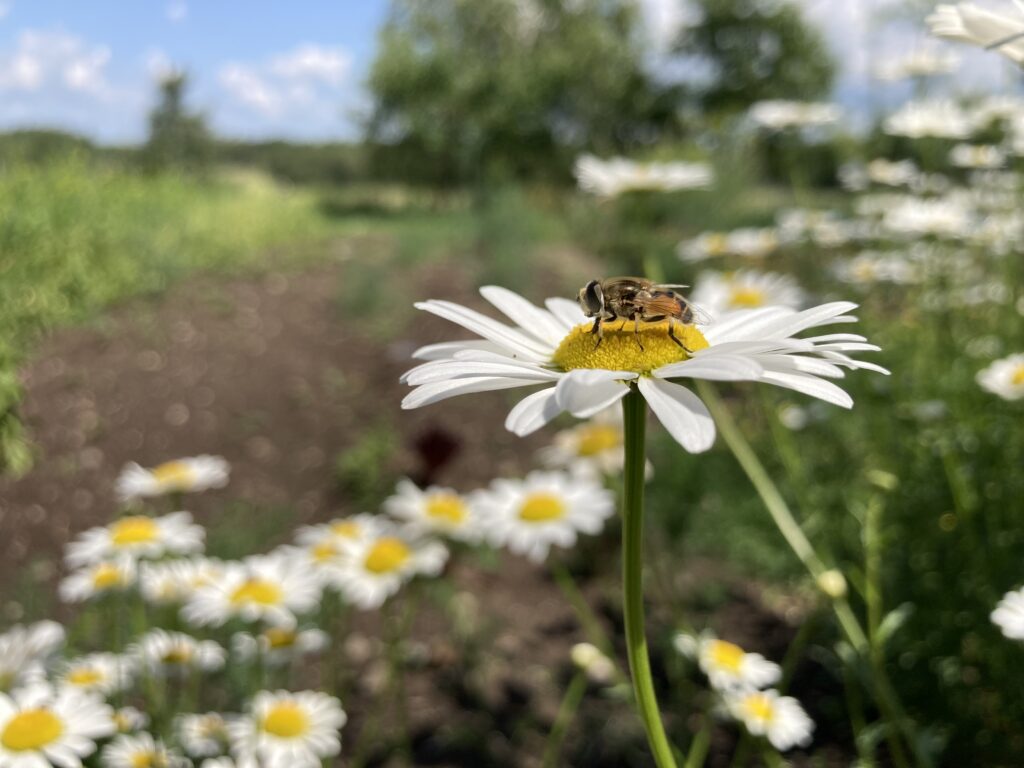 Abeille sur une fleur des champs