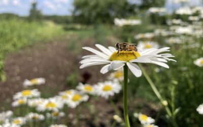 Abeilles et potager